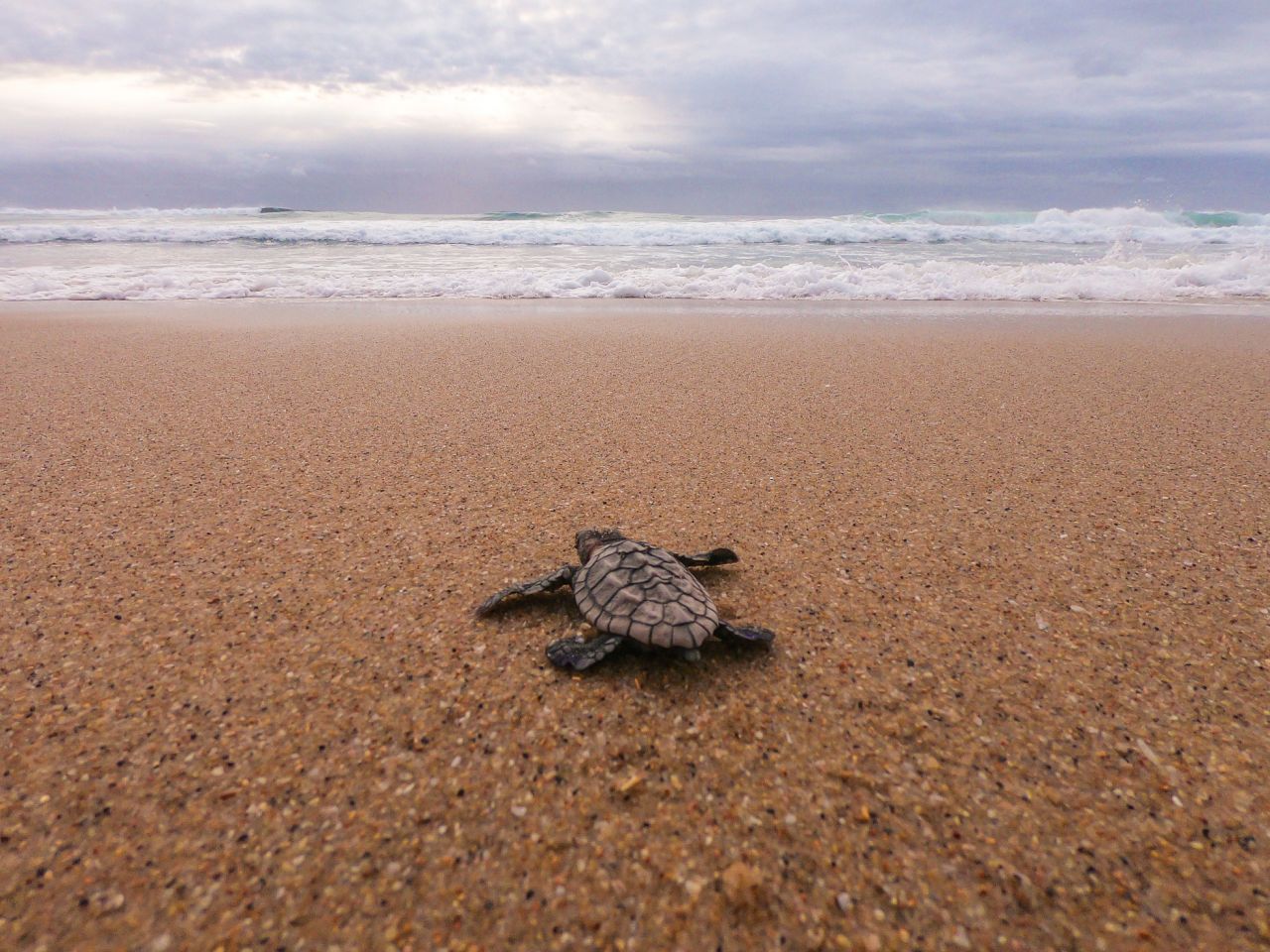 Les tortues vertes et les caouanes : espèces de tortues à Lara Beach