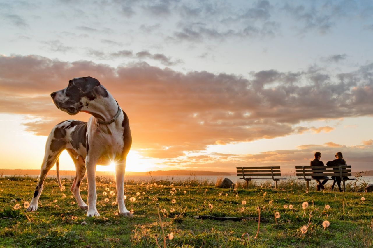 Un parc pour chiens est nécessaire dans chaque district de Chypre