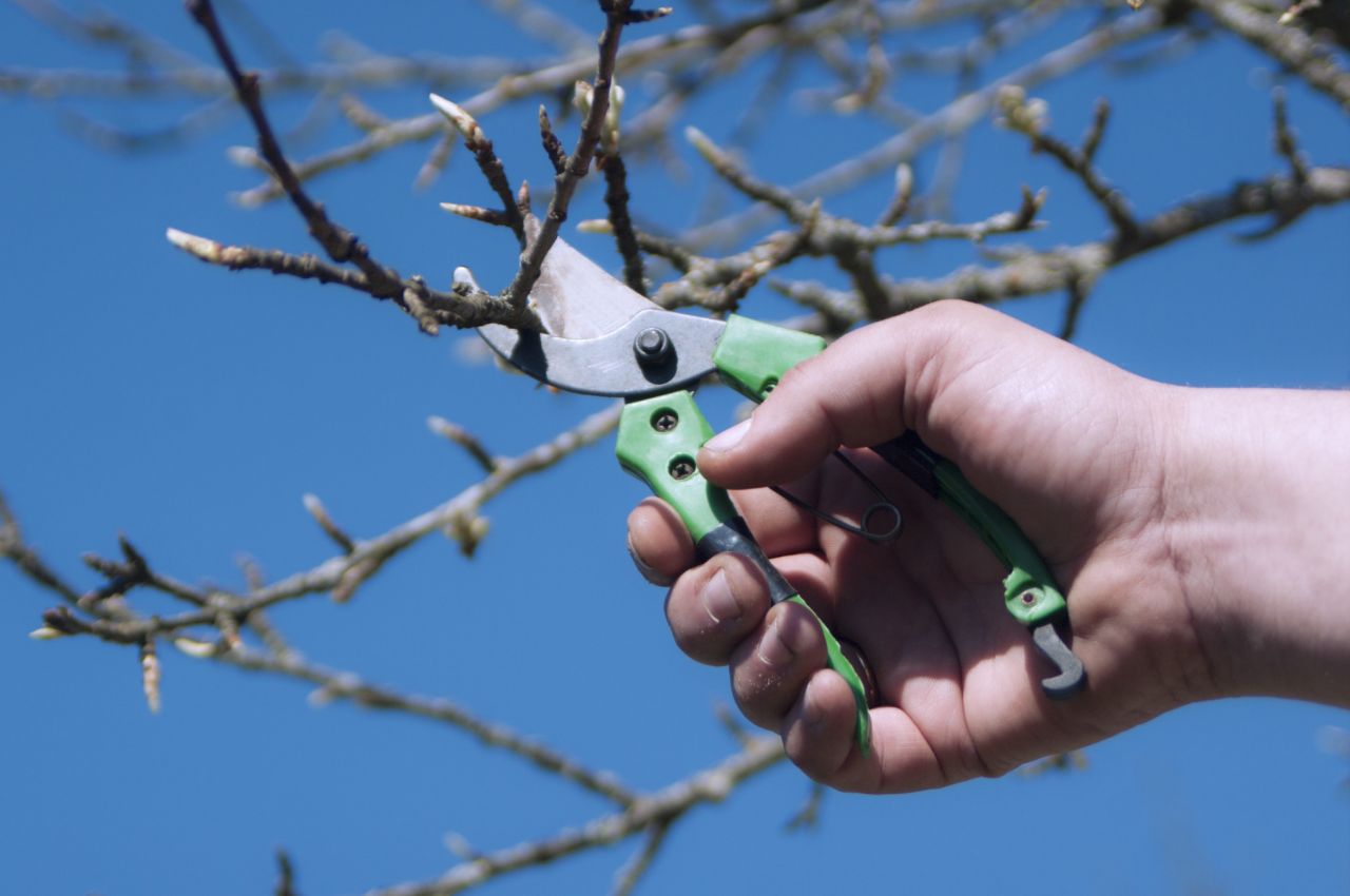 Il est temps de commencer à élager vos arbres