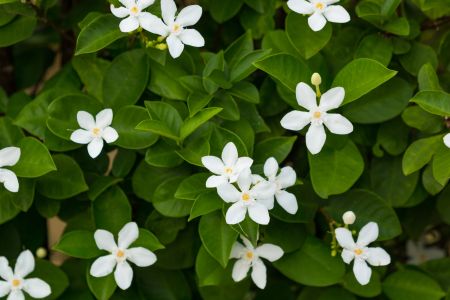 Planificar su jardín de flores de primavera