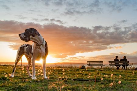 Un parco per cani è necessario in ogni distretto di Cipro