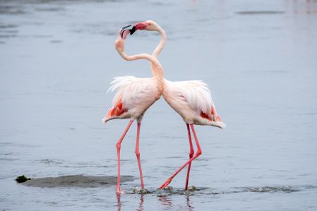 Flamingos in Larnaca